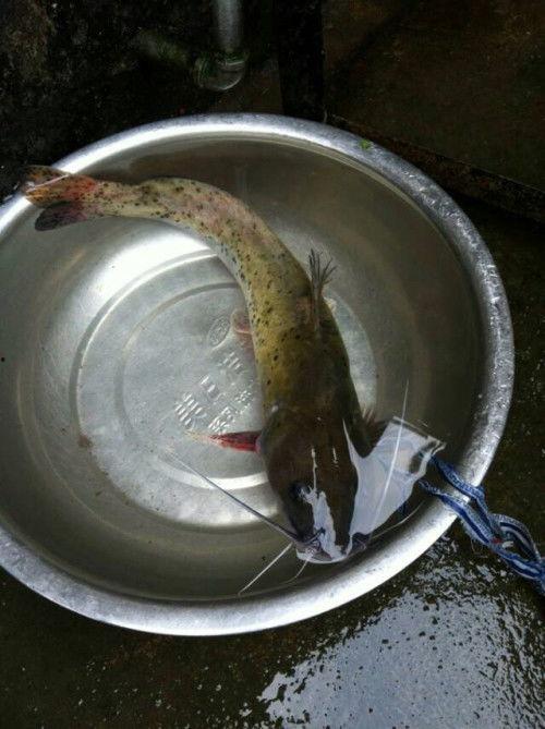 山鸡鱼爆料青水鱼视频,揭秘背后惊人真相